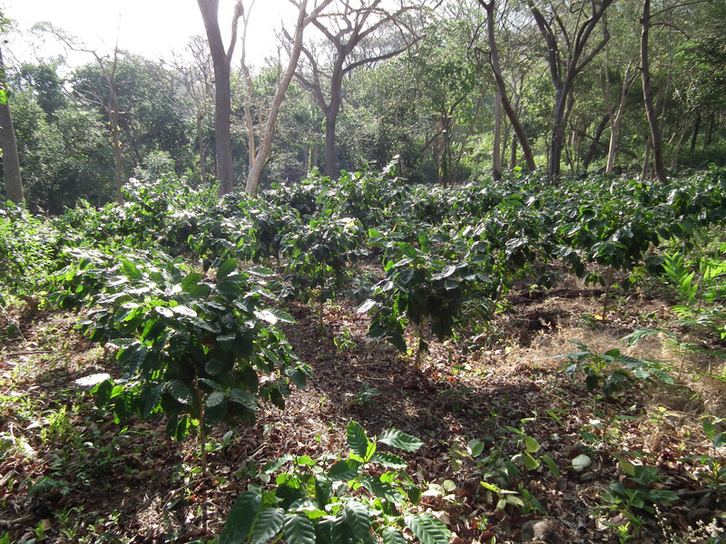 coffee plantation on Maderas' slopes