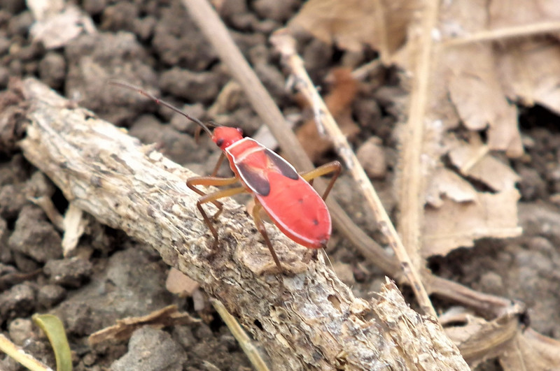 red insect