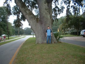 Very large oak in Darien Georgia.