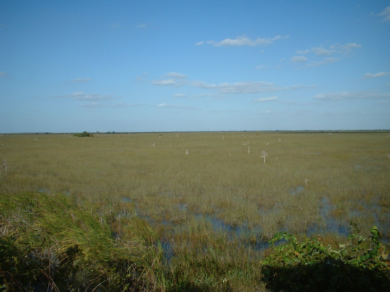 Everglades from viewpoint's tower