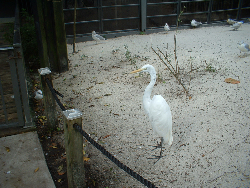 Egret, Flamingo Gardens