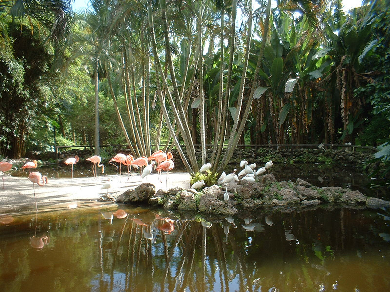 Flamingo, ....Flamingo Gardens !