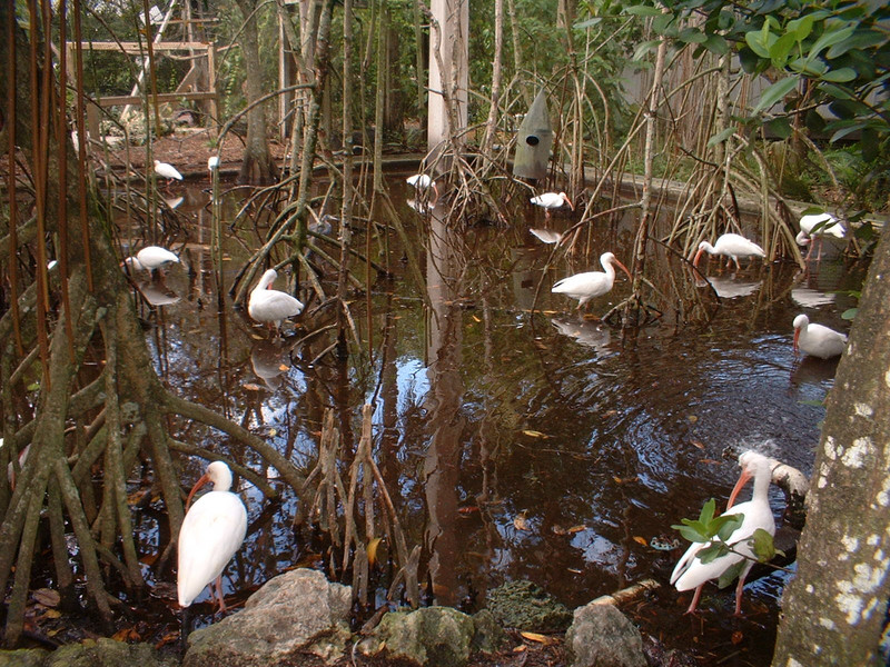 Ibis, Flamingo Gardens