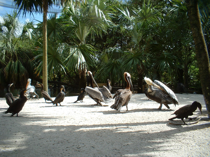 pelicans, Flamingo Gardens