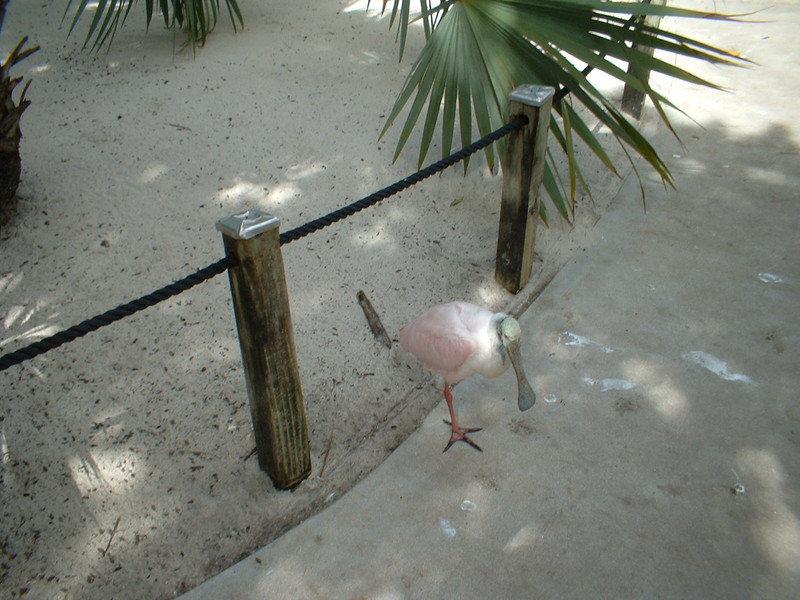 spoonbill bird, Flamingo Gardens