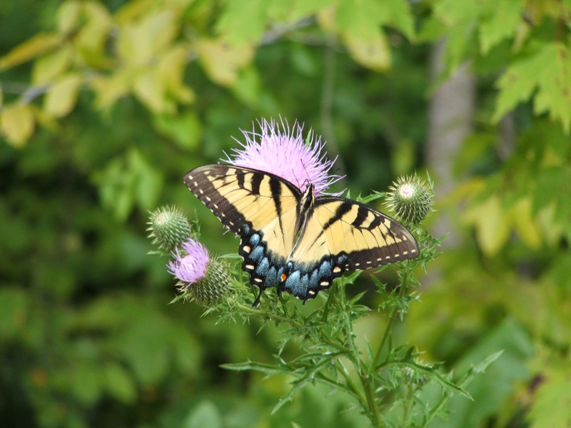 tiger swallowtail in Mammoth cave, (MC)