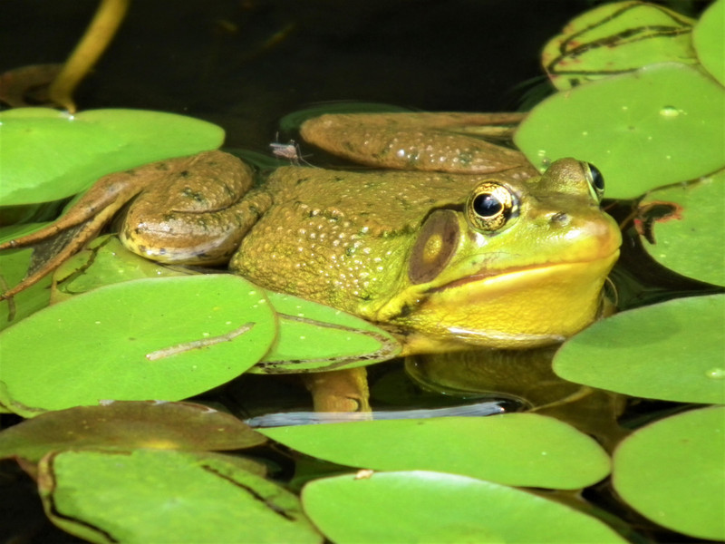 bull frog in a pond