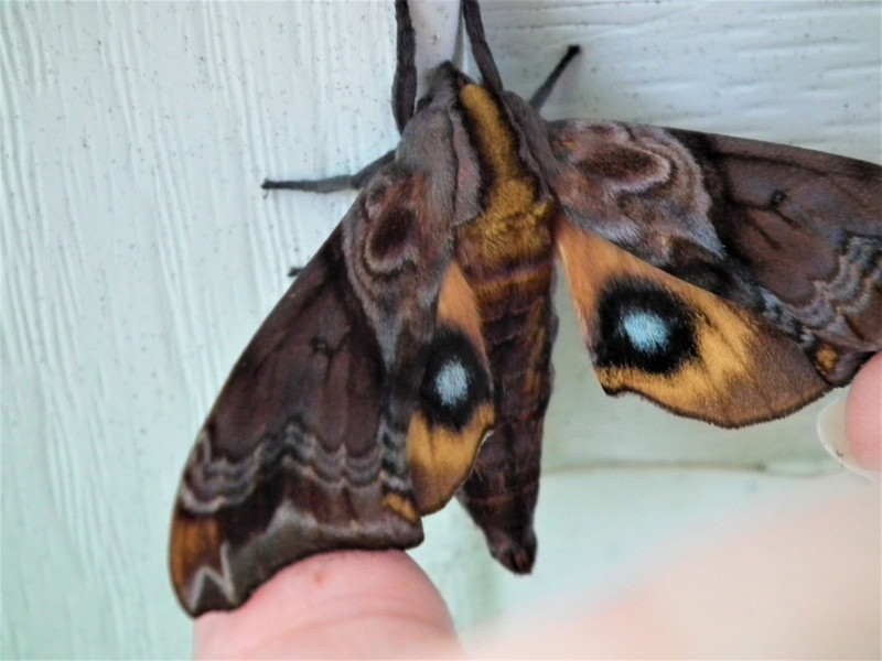 Beautiful moth