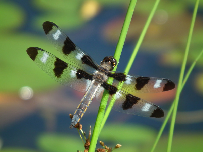 One of my favorite dragonfly
