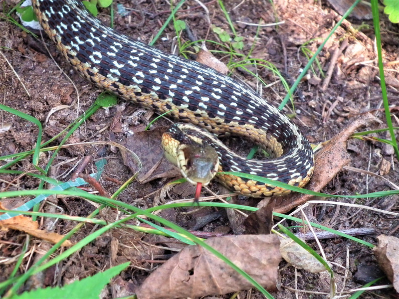Big garter snake that just ate a mouse.