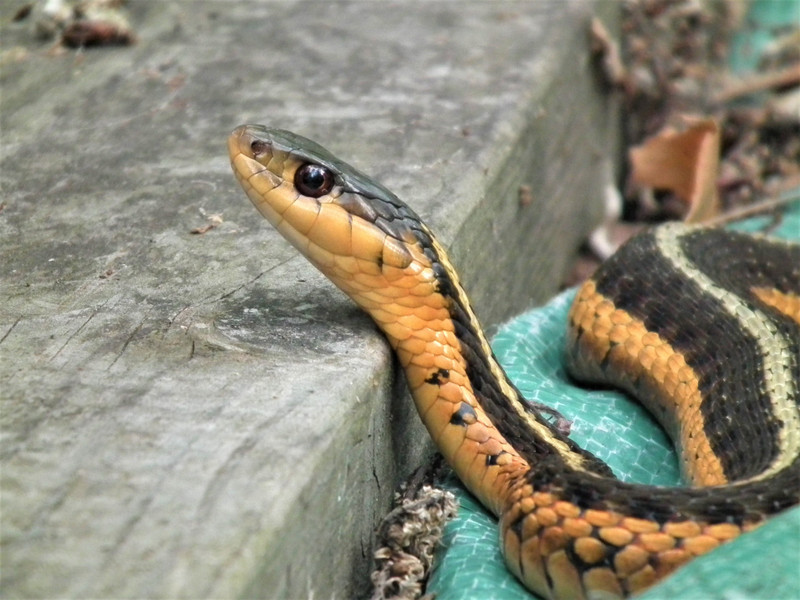 Garter snake.