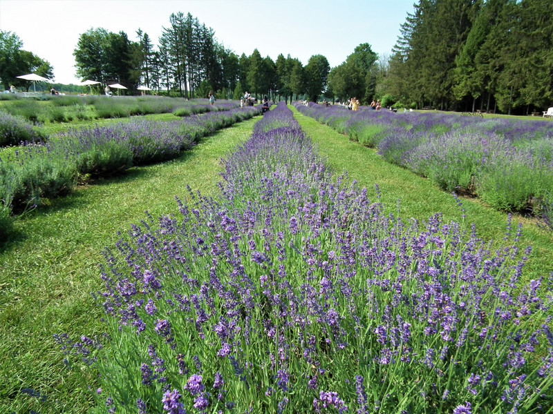 Lavender's field