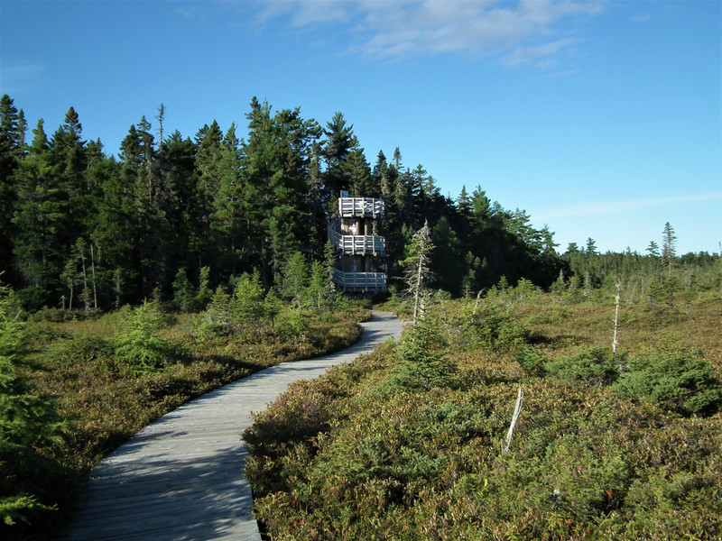 observation tower in bog