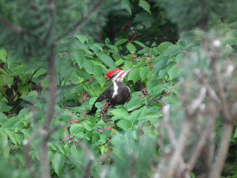 Great woodpecker