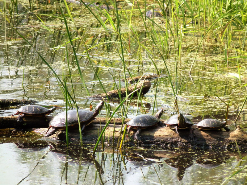 Turtles basking on a trunk