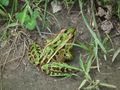 Beautiful leopard frog