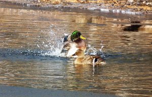 Beautiful ducks in action!