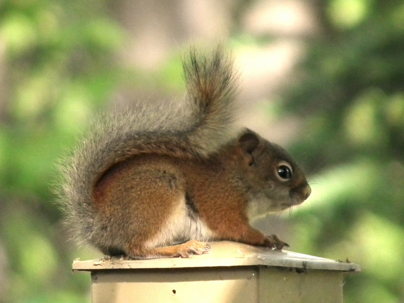 Red squirrel resting