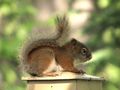 Red squirrel resting
