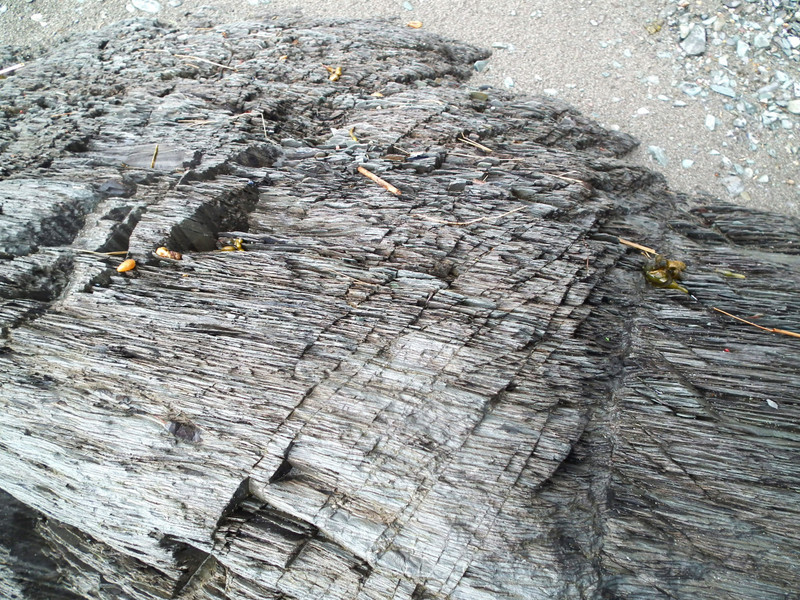 Sedimentary rock that look like wood.