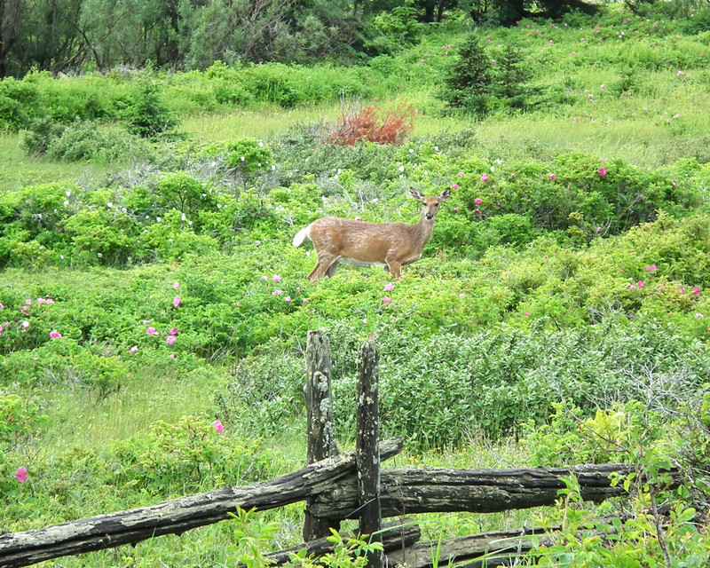 deer in rose bushes