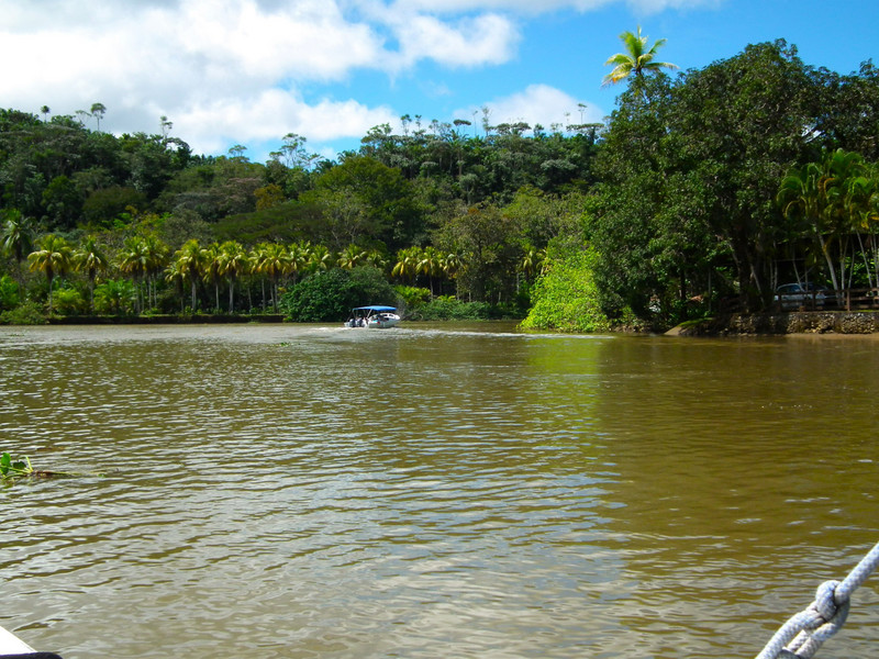 Boat ride in the mangroves.
