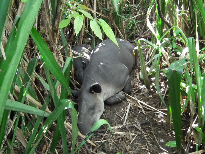 female tapir and young