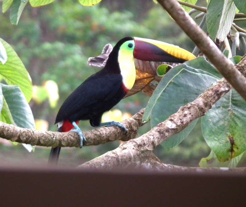 toucan