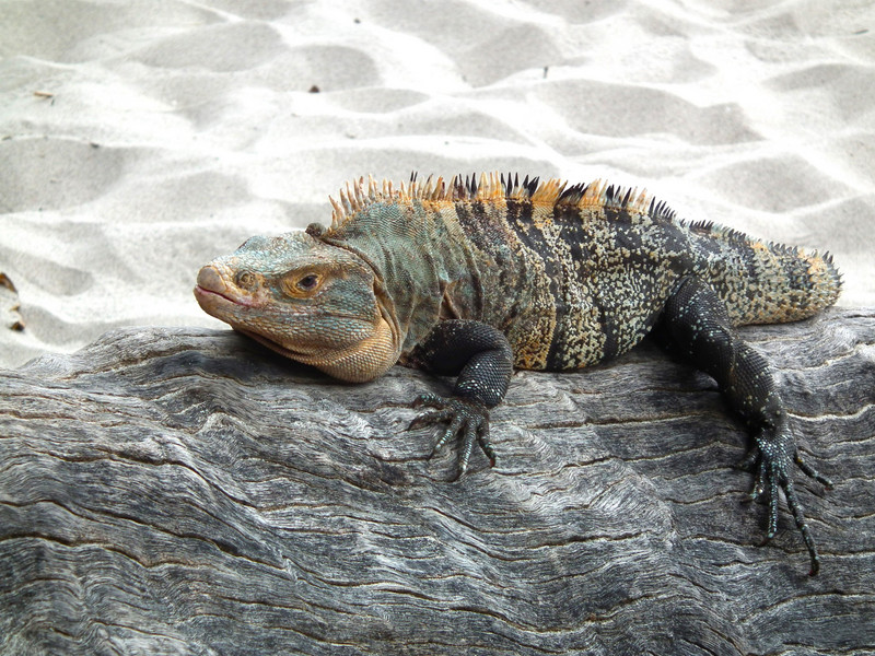 ctenosaur iguana