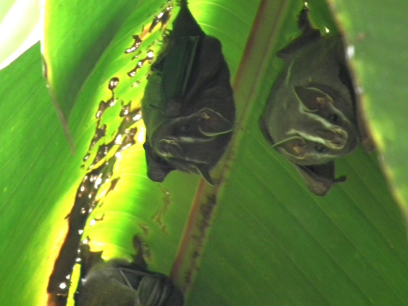 Bats close-up