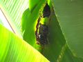 Bats hidden in a banana leaf
