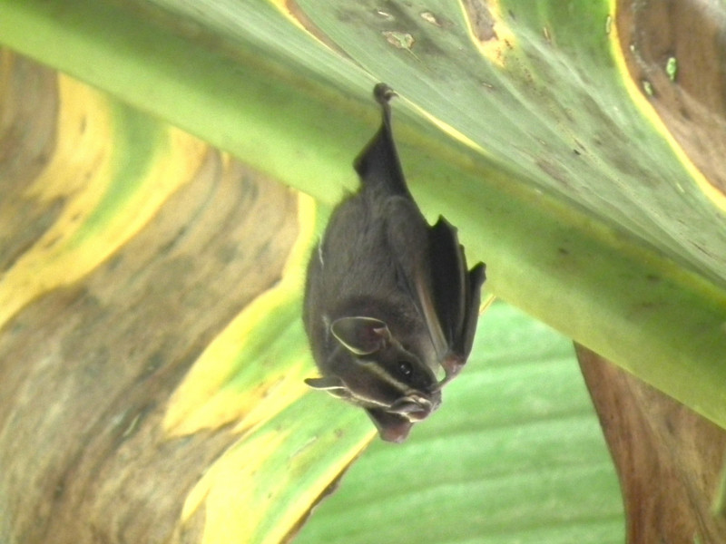 bat hanging from a banana leaf