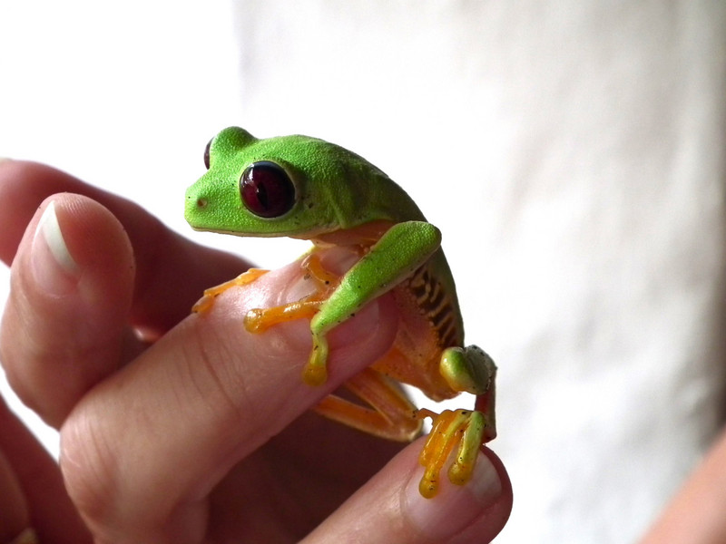 cute red eye frog