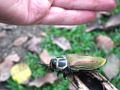 colored beetle