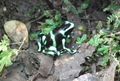 green and black poison dart frog