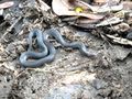 small snake found under a log