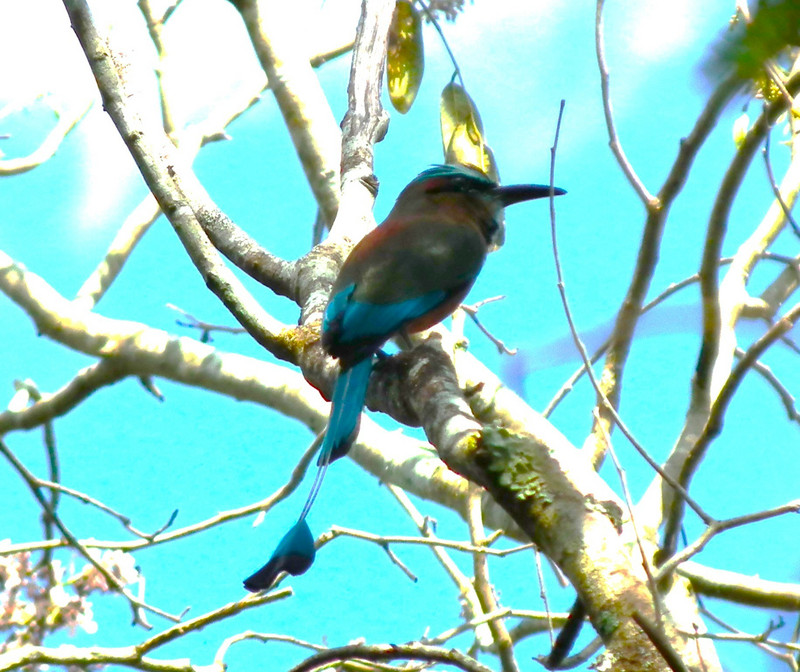 Mot-Mot bird. They stay close to cenotes.