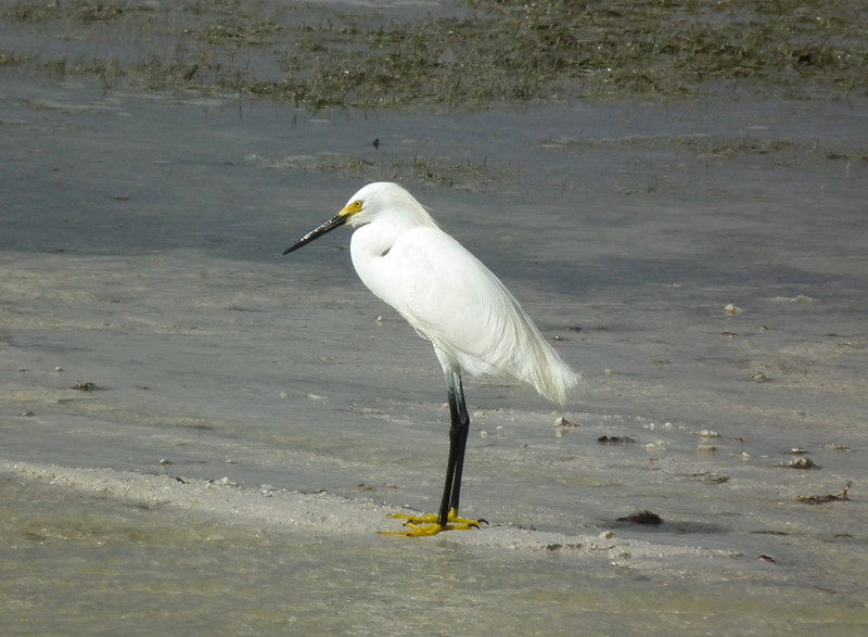 Bird with yellow feet
