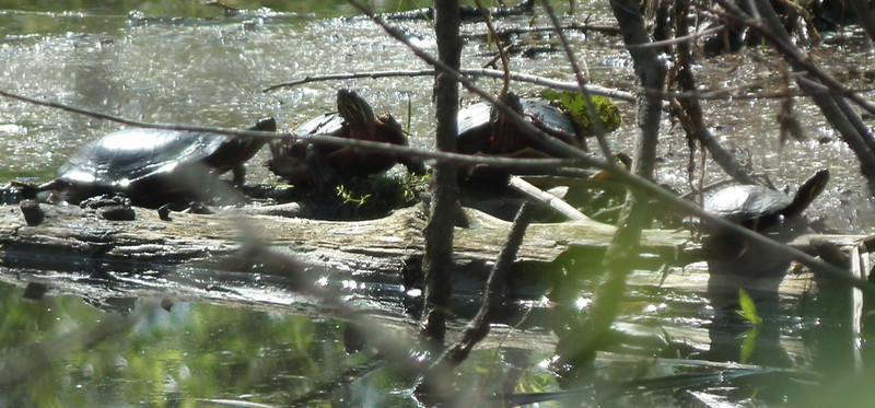 Turtles at a marsh