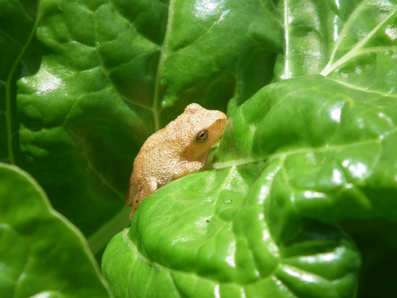 Little frog in spinach leaves