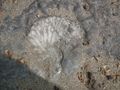Echinoderm fossil