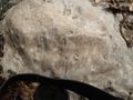 Stromatoporoid fossil