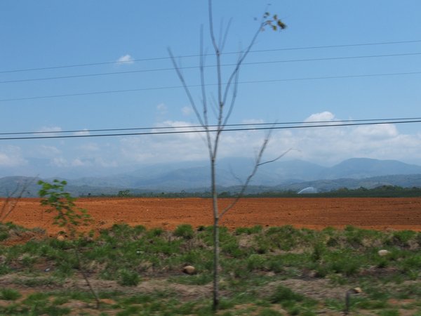 Pineapple fields