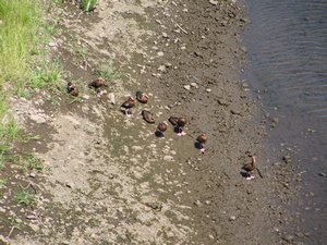 Ducks: rio Tarcoles