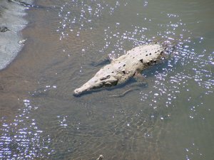 Croc in Tarcoles