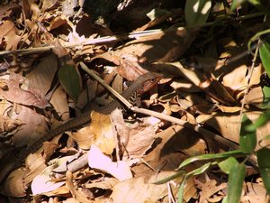 Barred whiptail lizard