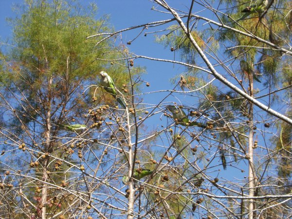 Parrots in trees