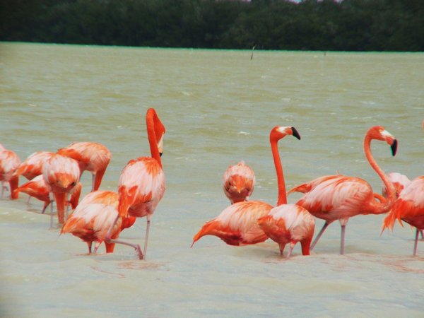 Flamingos in Celestun
