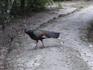 wild turkeys in Calakmul