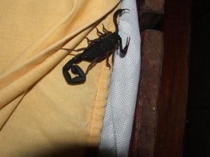 Scorpion in the bed
